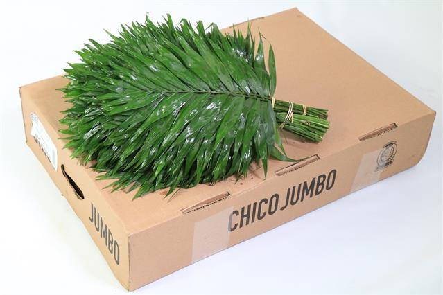 Leaf chico jumbo