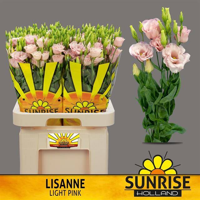 Lisianthus do lisanne light pink_0