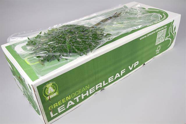 Leaf leather Felce (arach)_0