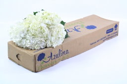 Hydrangea White (Colombia)