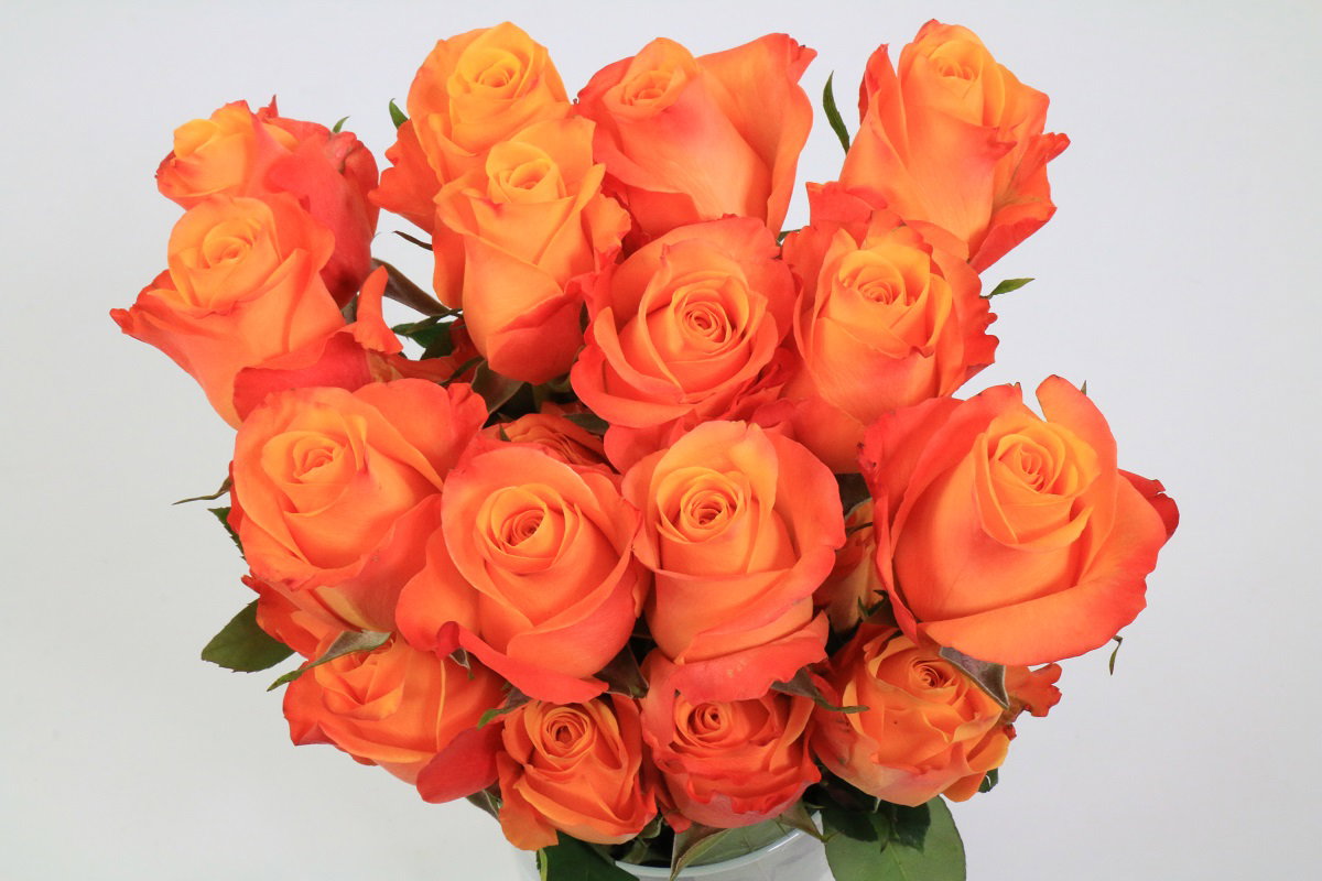 Rosa ec aloha_0