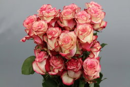 Rosa ec paloma