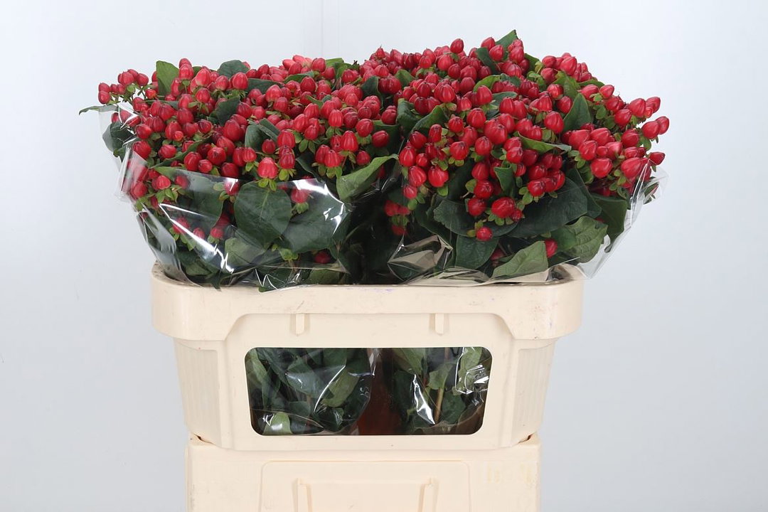Hypericum Magic Triumph