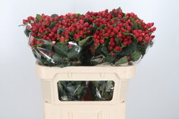 Hypericum Magic Triumph