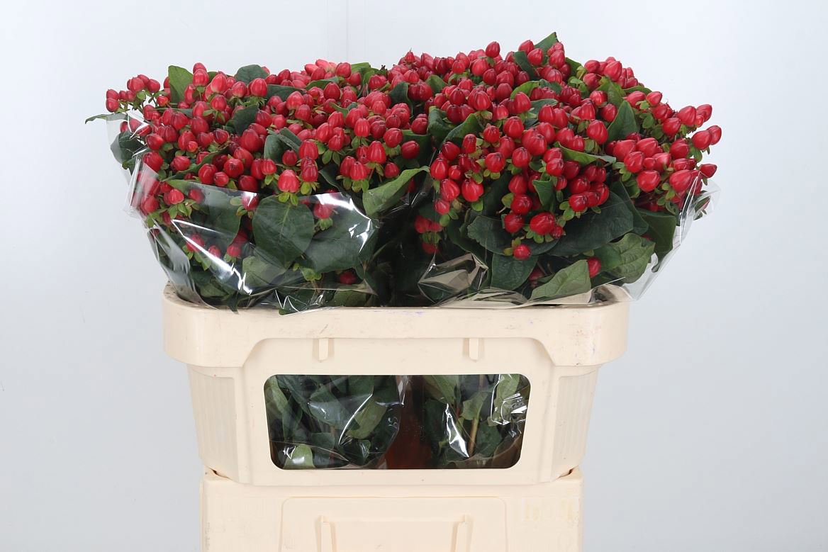 Hypericum Magic Triumph_0