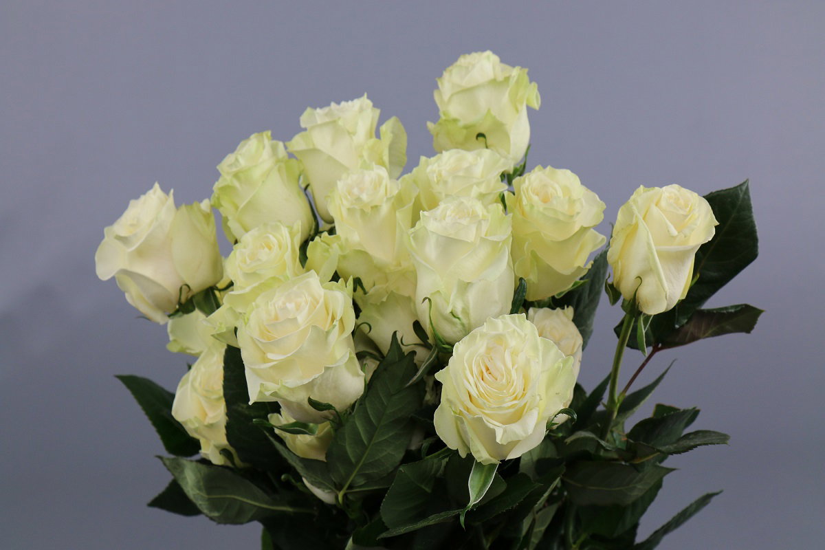 Rosa ec Mondial 50cm_0