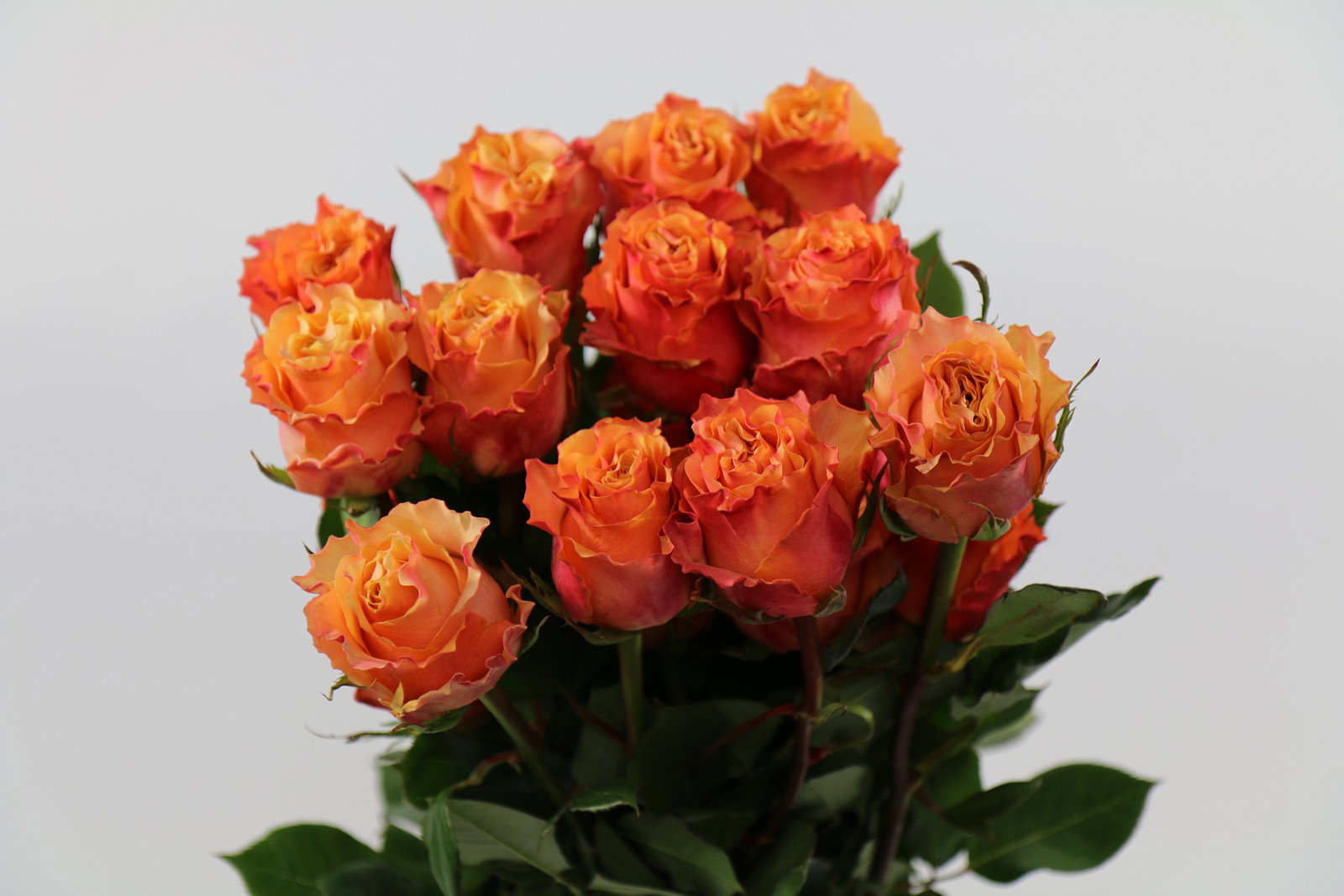 Rosa ec carpe diem_1