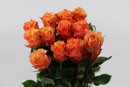 Rosa ec carpe diem