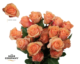 Rosa ec carpe diem