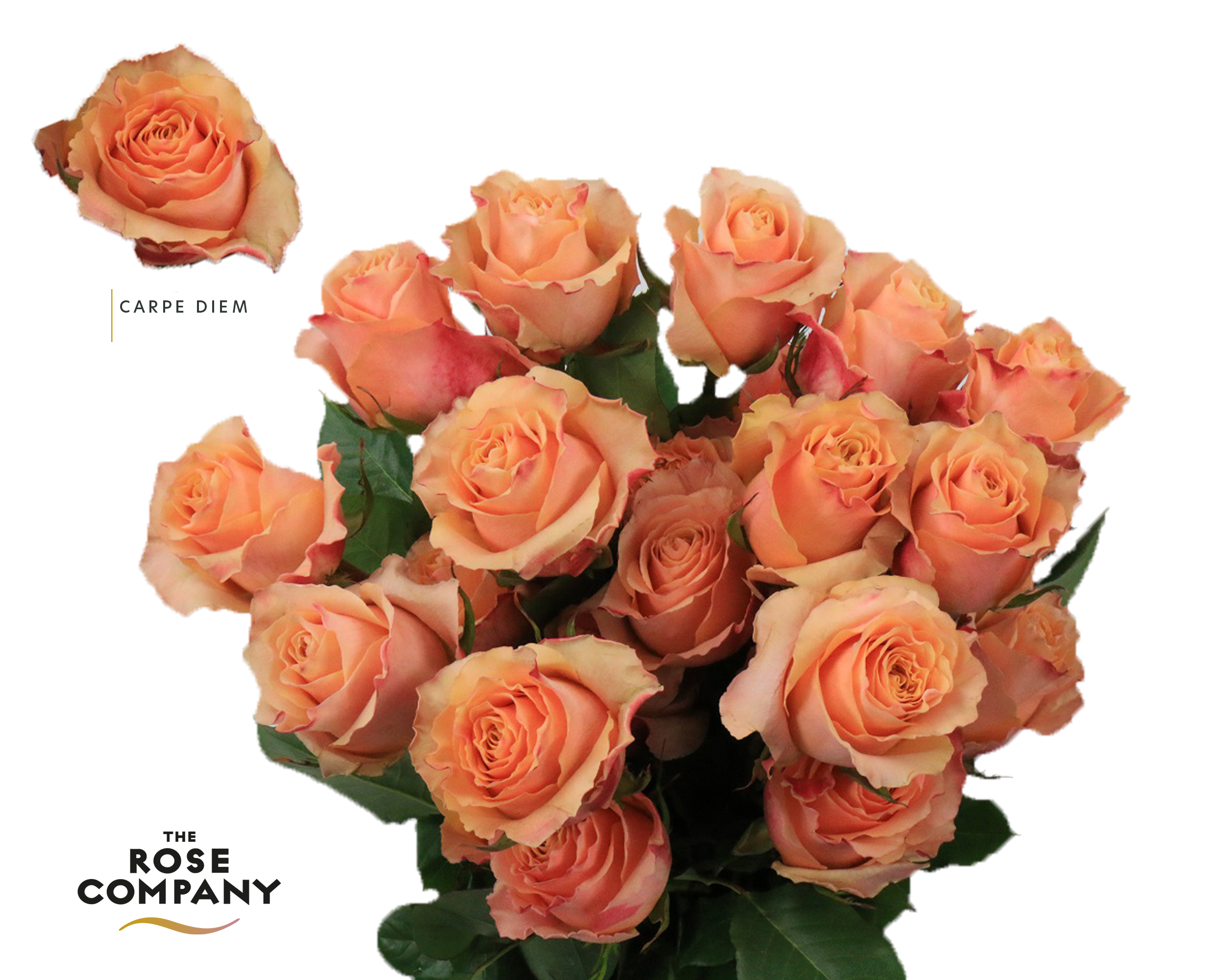 Rosa ec carpe diem
