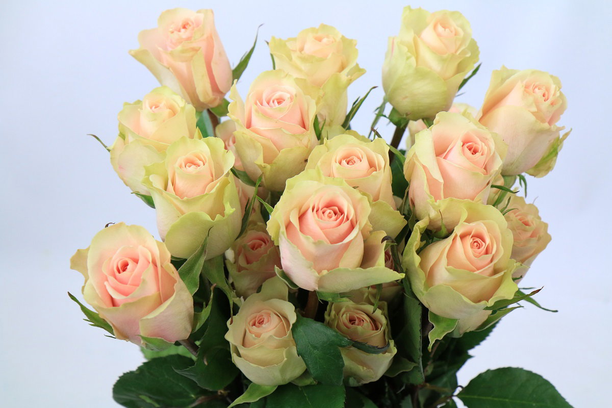 Rosa ec Frutteto_0