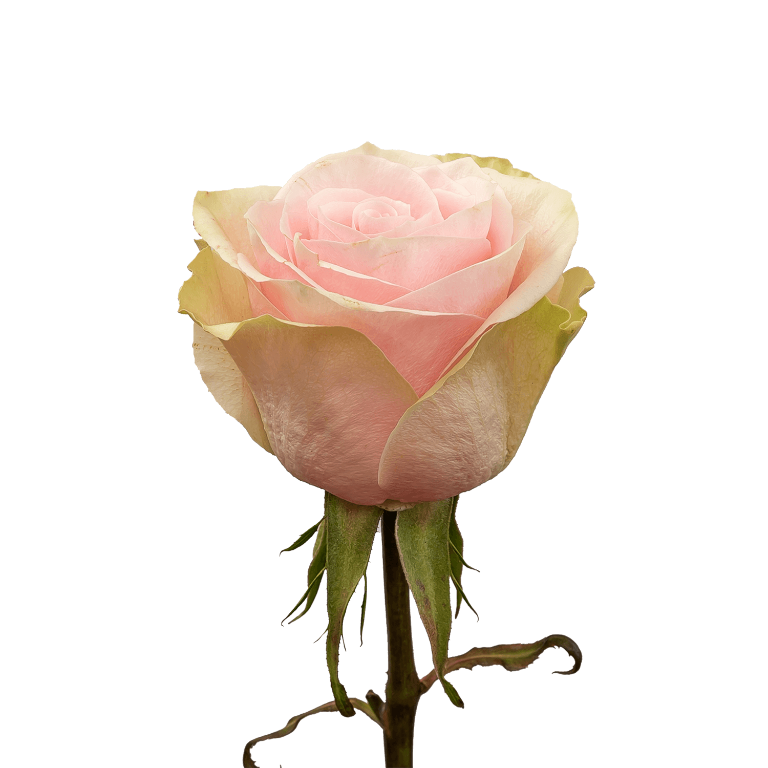 Rosa ec Frutteto_1