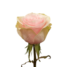 Rosa ec Frutteto