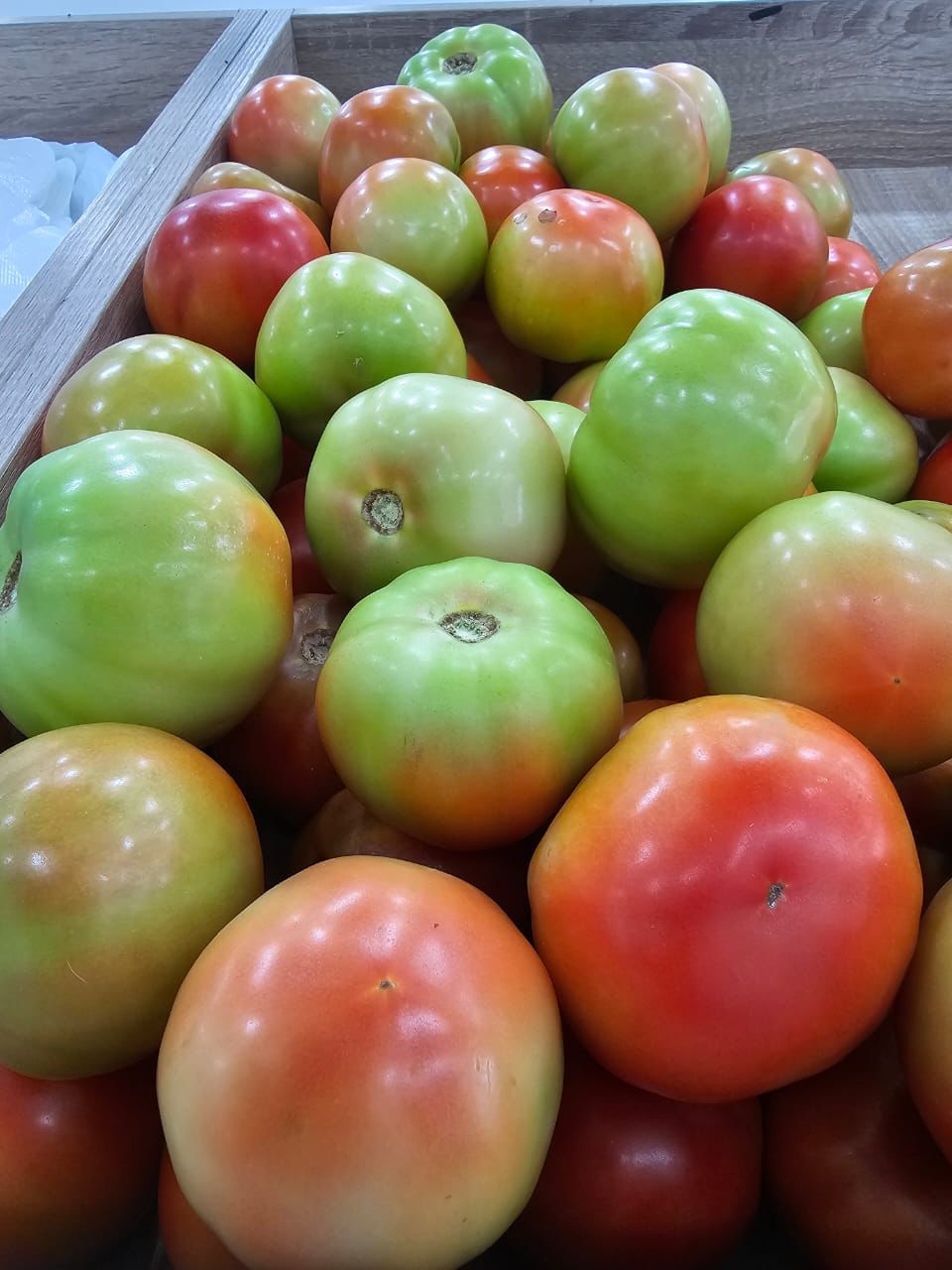 MPS33-Tomate Jabalieh Local