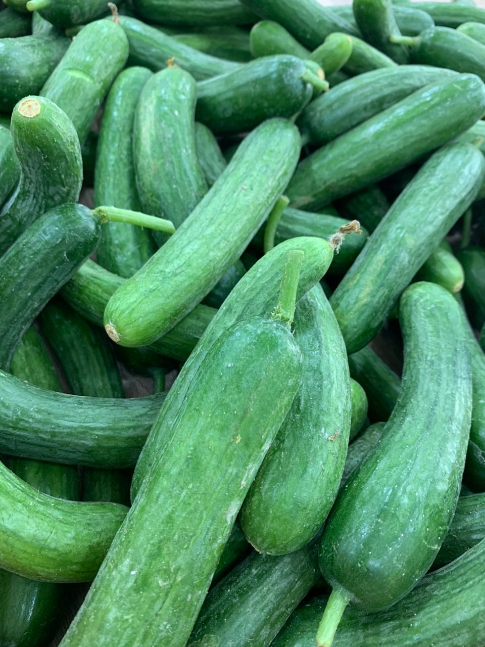 MPS34- Cucumber Concombre