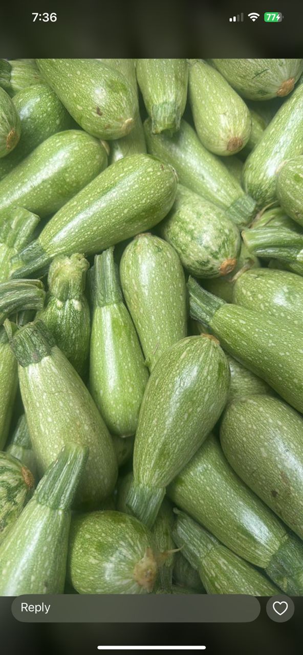 MPS35-Courgette normal كوسى عادي