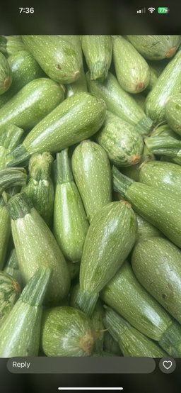 MPS35-Courgette normal كوسى عادي