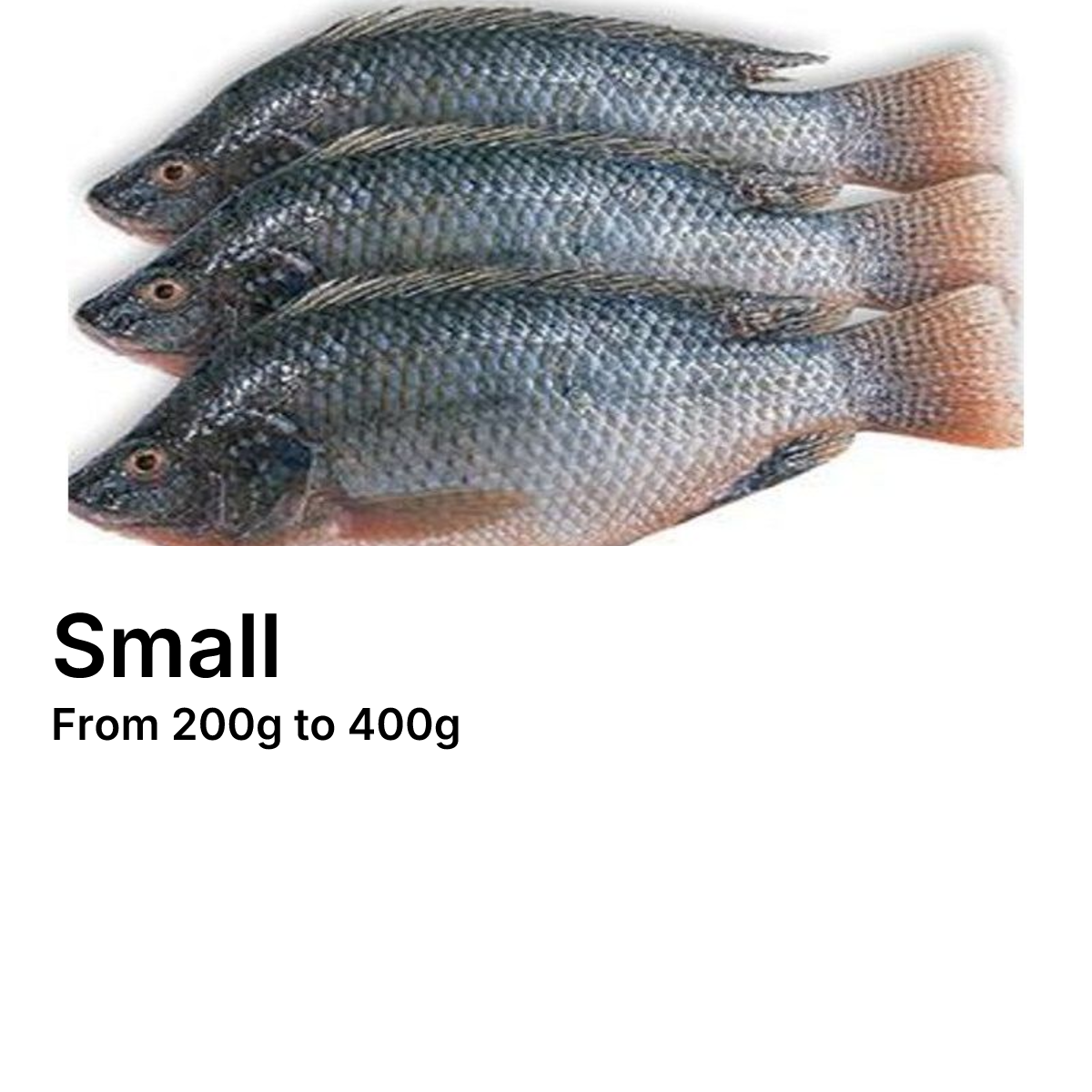 Small Sato (Tilapia) _0