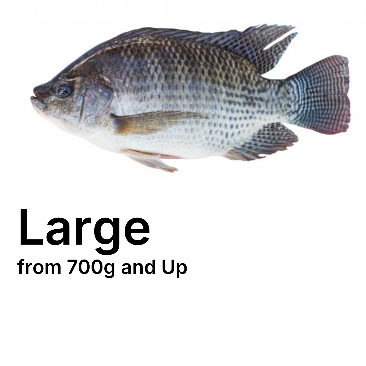 Large Sato (Tilapia)_0
