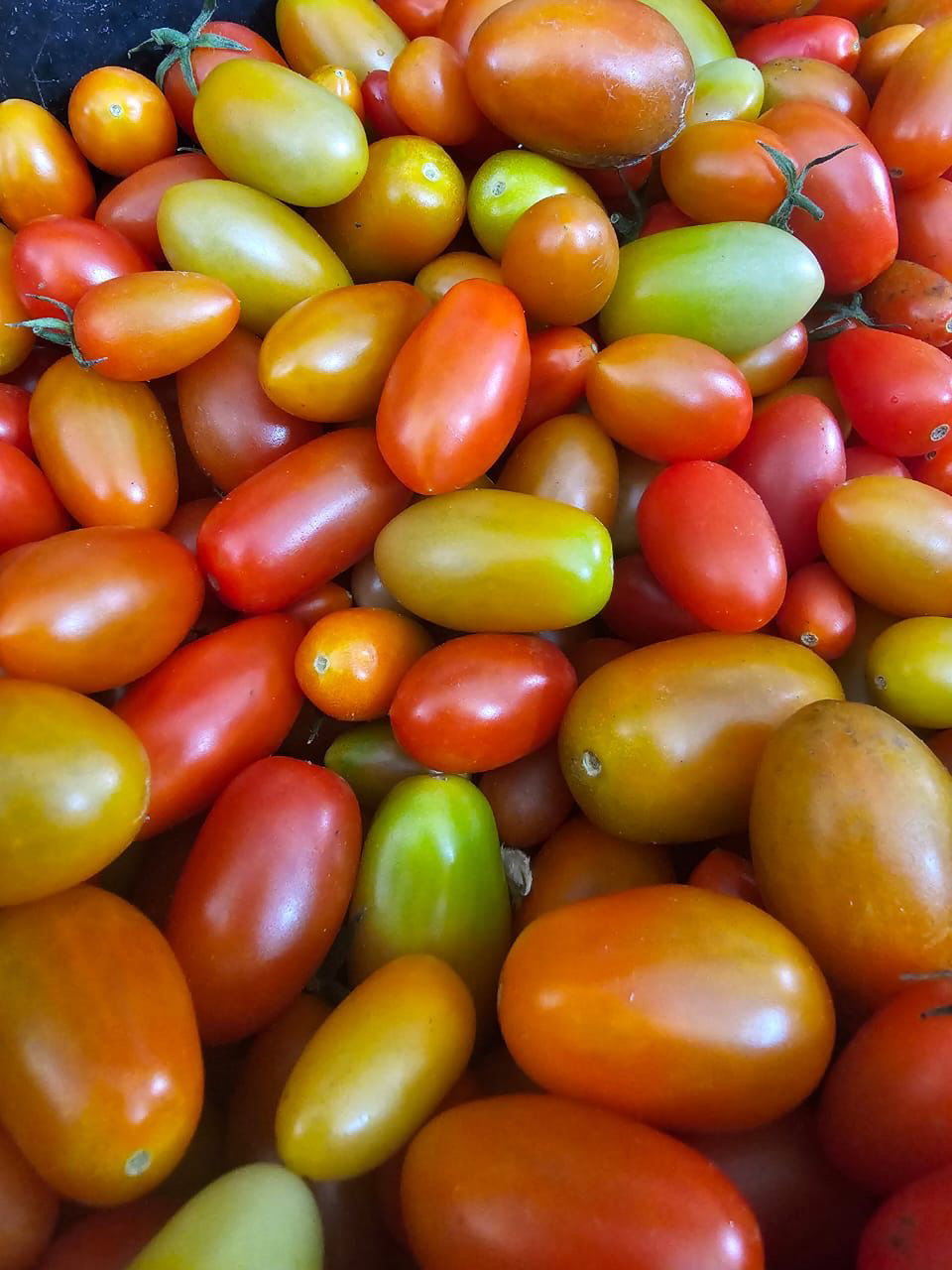 MPS37-Tomate cerises