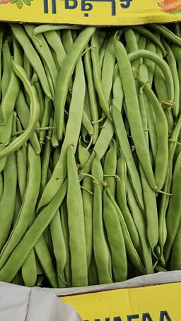 MPS41-Haricot vert liban  لوبيا من لبنان 