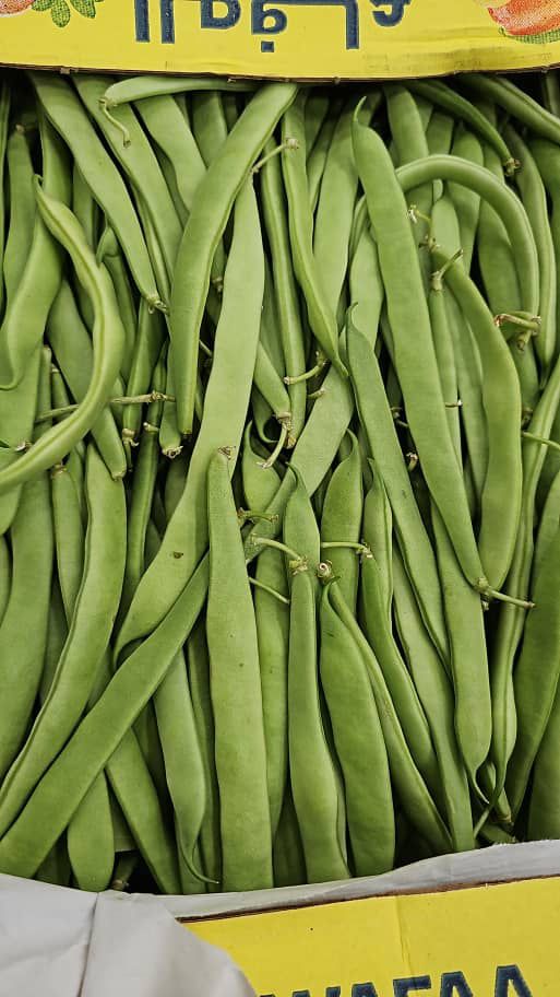 MPS41-Haricot vert liban لوبيا من لبنان