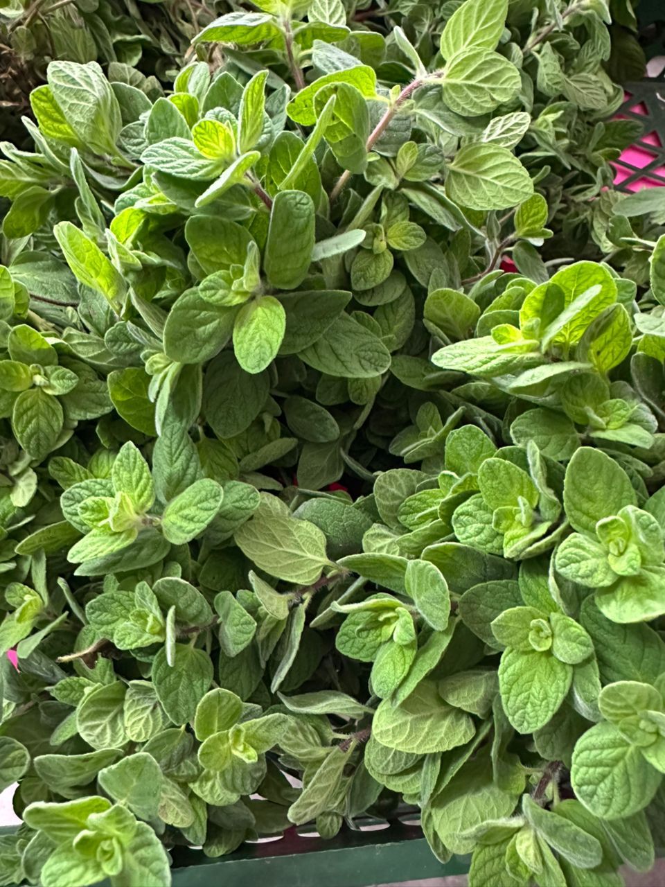 MPS44-thym vert botte باقة زعتر اخضر
