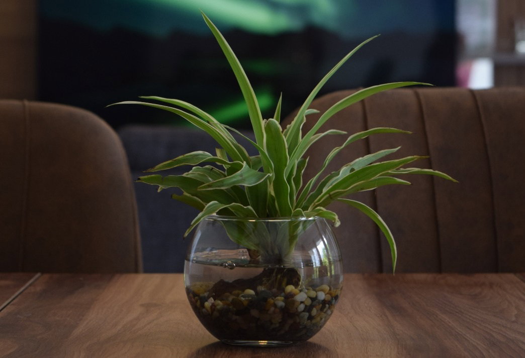 Clear Glass Terrarium 🪴 Limited stock. Order now!