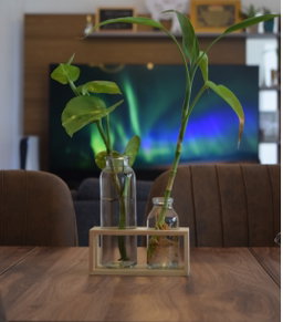 Wooden Stand with Glass Jars (Customise The Plants You Desire 🪴🌵)