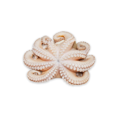 Pulpo Chico (1-2)