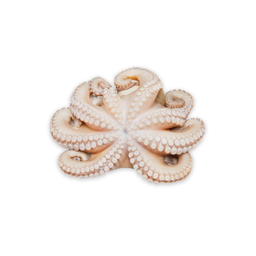 Pulpo Chico (1-2)