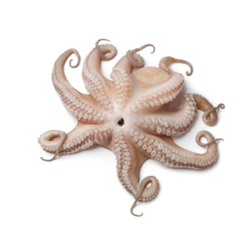 Pulpo Mediano (2-4)