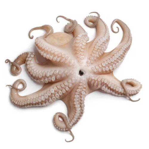Pulpo Grande (4-6)