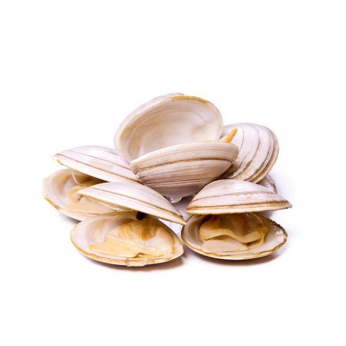 Almeja Blanca_0