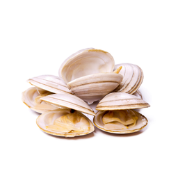 Almeja Blanca