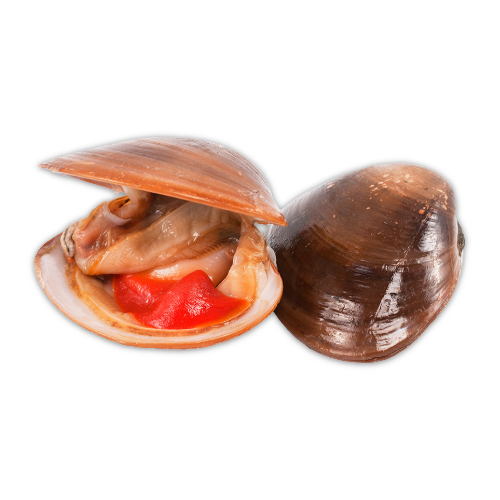 Almeja Chocolata_0