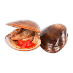 Almeja Chocolata
