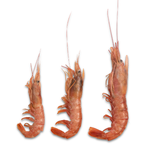 Langostino 1/2, 2 Libras_1