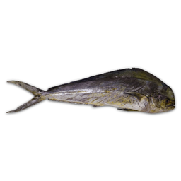 Dorado