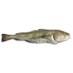 Bacalao Entero Fresco
