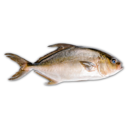 Pescados Enteros