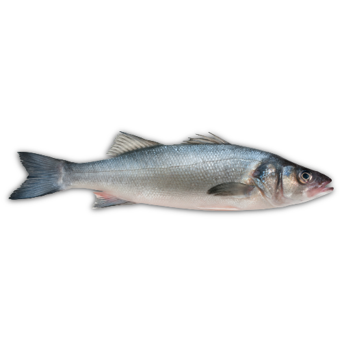 Lubina (2 a 3 Kg)_1