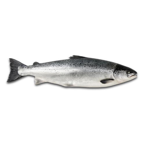 Salmon Entero