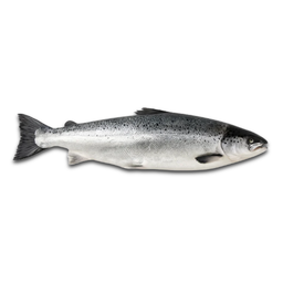 Salmon Entero