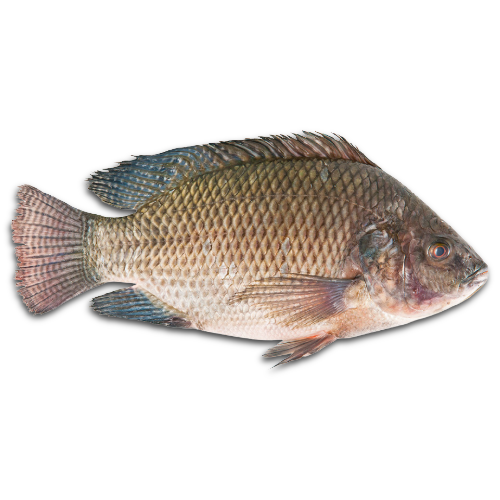 Mojarra Mediana 500g-650g_0
