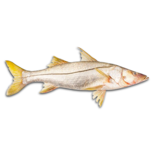 Robalo