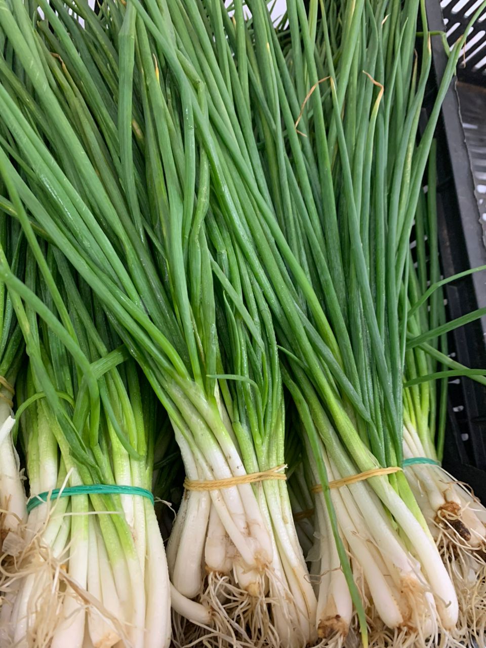 MPS46- Onion vert بصل اخضر