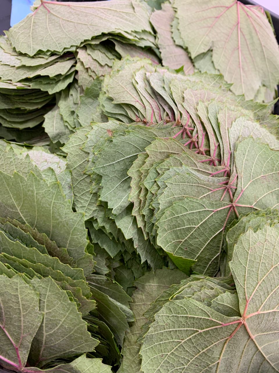 MPS47- feuilles de vigne ورق عنب/عريش_0