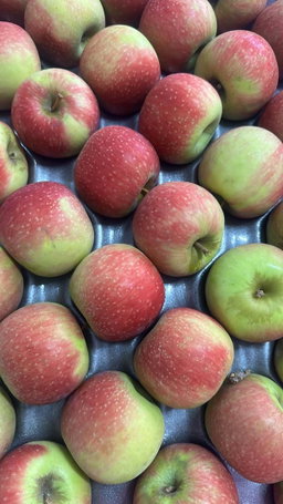 Fruits فواكه