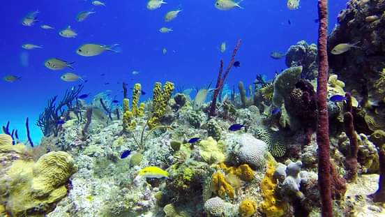 Isla Catalina_5